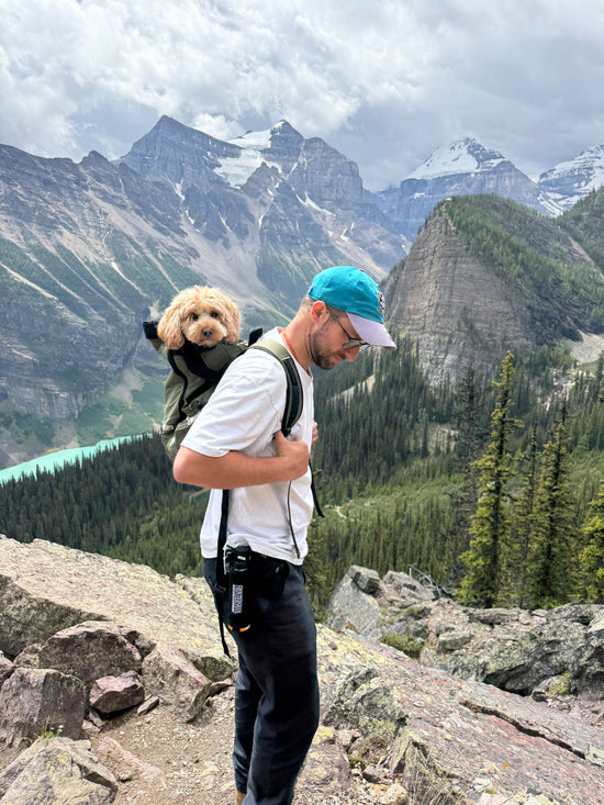 Is een hondenrugzak gevaarlijk?
