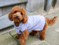 Small brown dog wearing a purple sweater 